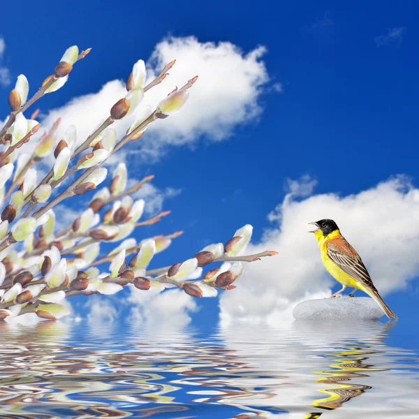 Bahar arka plan. Söğüt dalları ve şarkı kuş suya yansıyan — Stok fotoğraf