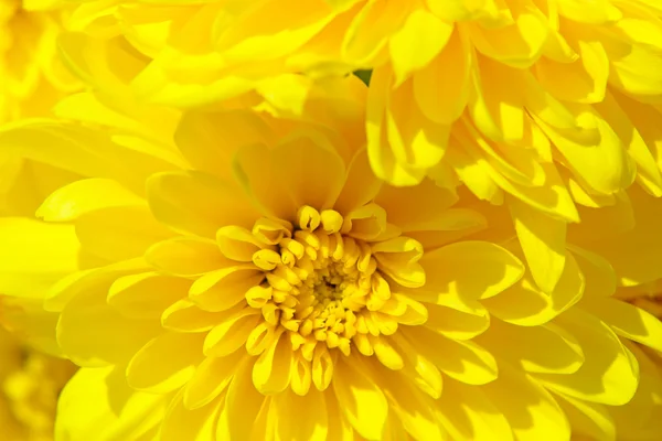 Fiori di crisantemi gialli molto primo piano — Foto Stock