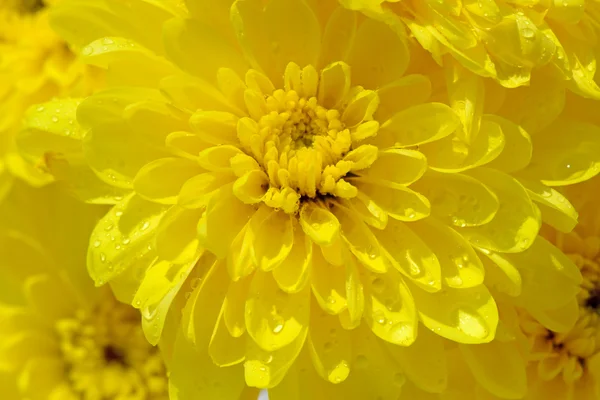 Fiori di crisantemi gialli con gocce di rugiada molto primo piano — Foto Stock