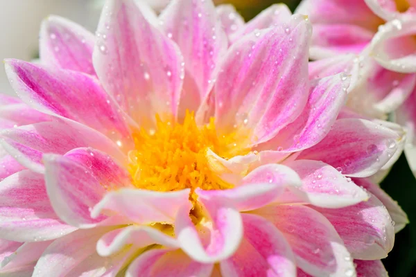 Dahlia fiore con gocce di rugiada molto da vicino — Foto Stock
