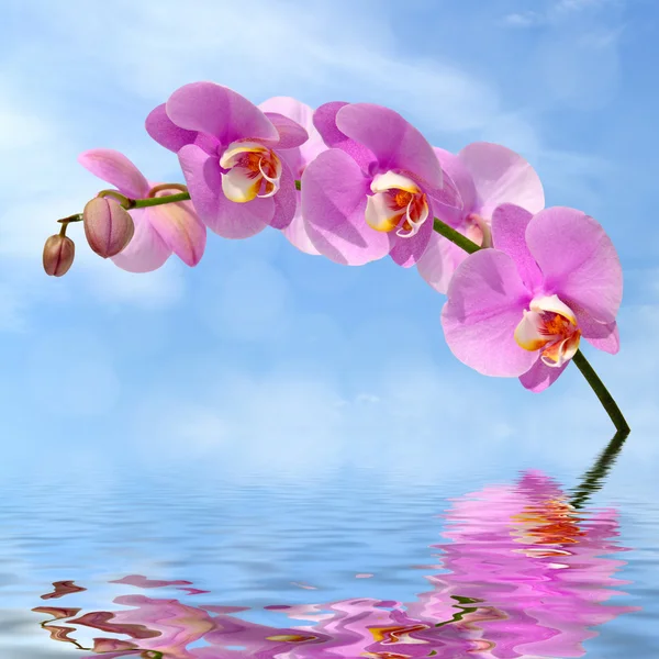 Kwiaty Orchid nad wodą przed niebo z chmurami — Zdjęcie stockowe