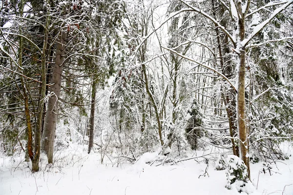 Paisaje invernal con árboles cubiertos de nieve —  Fotos de Stock