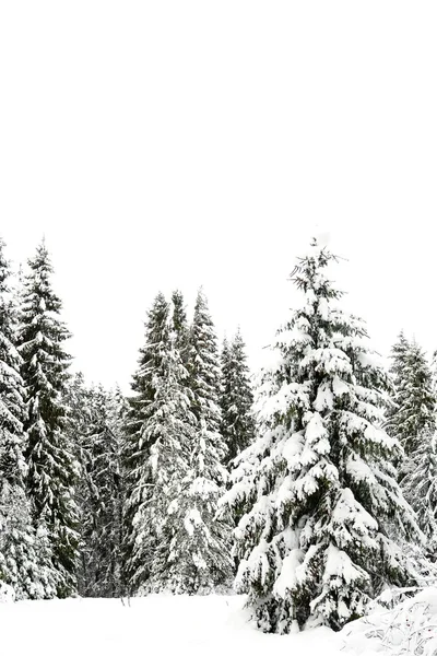 雪に覆われた木々の冬の風景 — ストック写真