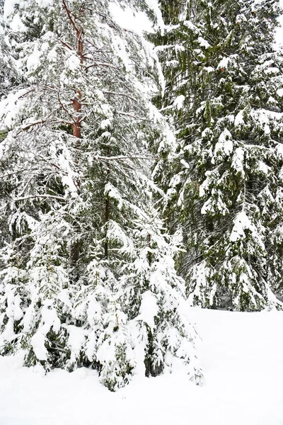 Paisaje invernal con árboles cubiertos de nieve —  Fotos de Stock