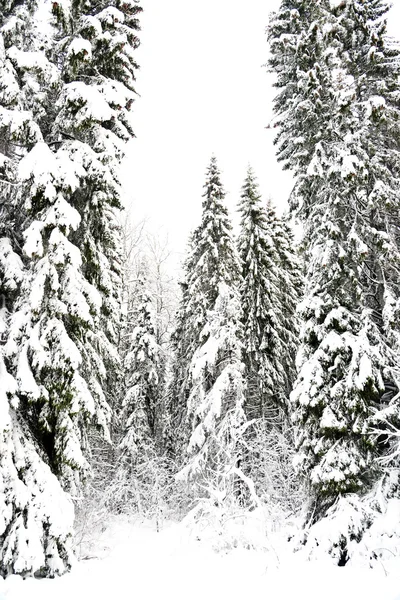 Paisaje invernal con árboles cubiertos de nieve —  Fotos de Stock