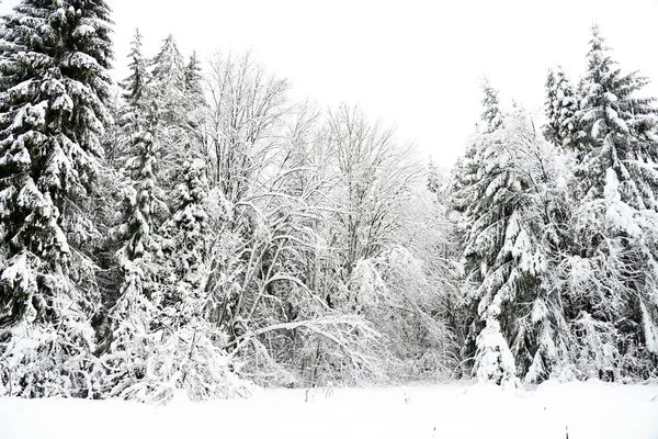 Paisaje invernal con árboles cubiertos de nieve —  Fotos de Stock