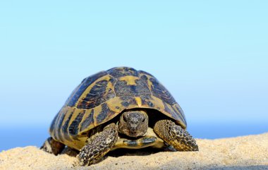 Hermann's Tortoise on a sandy beach close up clipart