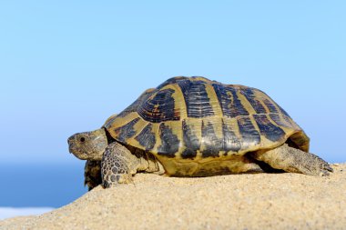 Hermann's Tortoise on a sandy beach close up clipart