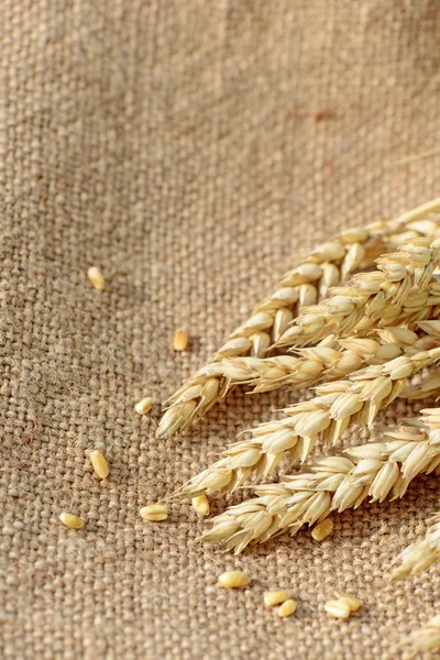 Wheat on burlap. Agricultural background — Stock Photo, Image