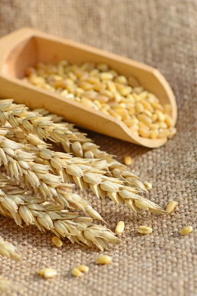 Pšenice na pytlovina. Zemědělské pozadí — Stock fotografie