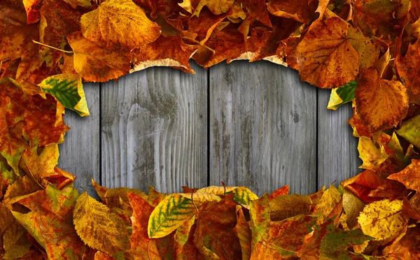 Rama stary jesień wielokolorowych liści na stare drewniane tła — Zdjęcie stockowe