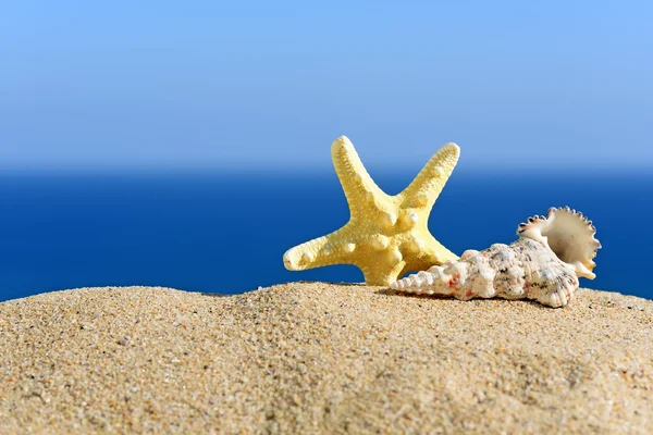 贝壳和海滩沙滩上的海星。在海和天空的背景 — 图库照片