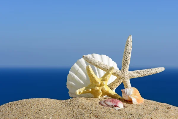 Conchas marinas y estrellas de mar en una playa de arena. En el fondo del mar y el cielo — Foto de Stock
