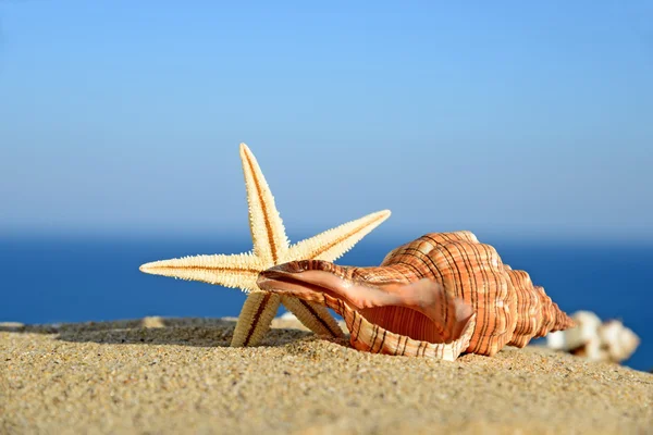 Seashells and starfish on a beach sand. In the background of sea and sky — Stock Photo, Image