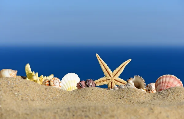 Mušle a hvězdice na písečné pláži. Na pozadí moře a nebe — Stock fotografie