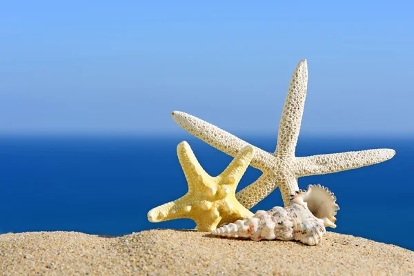 Seashells and starfish on a beach sand. In the background of sea and sky — Stock Photo, Image