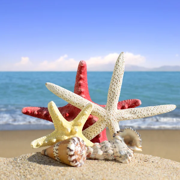 Seashells and starfish on a beach sand. In the background of sea and sky — Stock Photo, Image