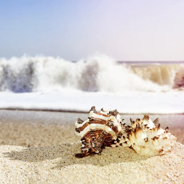 Schelpen op zandstrand in retro stijl — Stockfoto