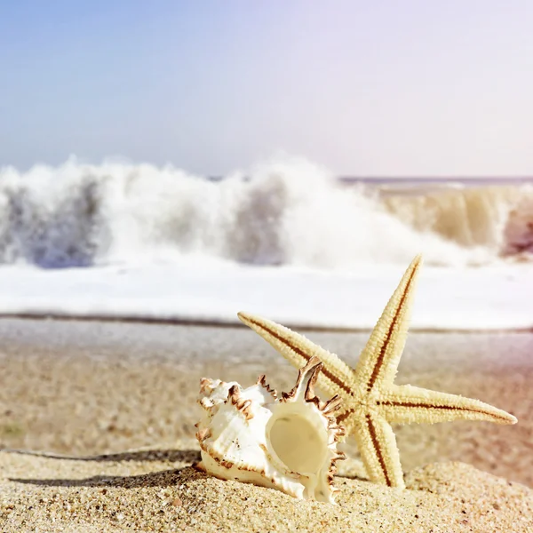 Coquillages et étoiles de mer sur une plage de sable dans un style rétro — Photo