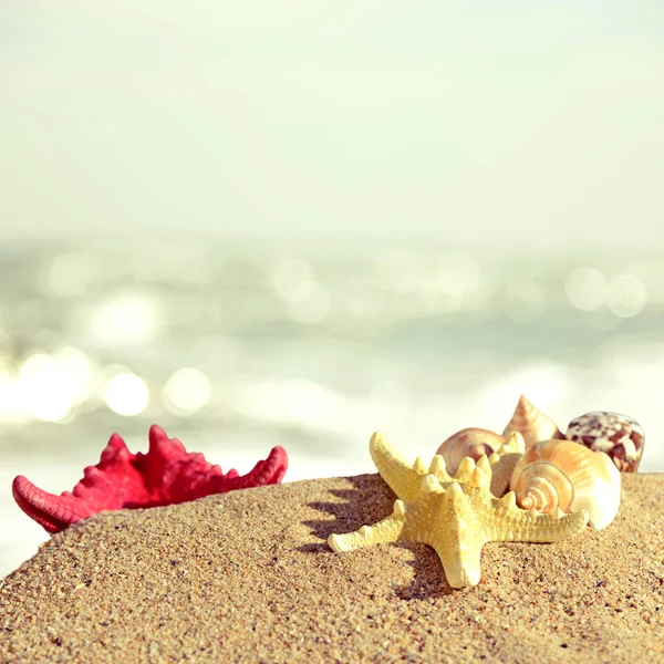 Conchas marinas y estrellas de mar en una playa de arena en estilo retro — Foto de Stock