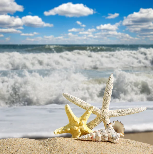 Seashells and starfish on a beach sand. In the background of sea and sky — Stock Photo, Image