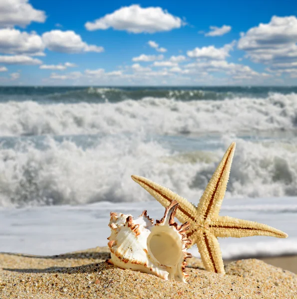 Conchas marinas y estrellas de mar en una playa de arena. En el fondo del mar y el cielo — Foto de Stock