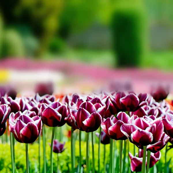 Bunte Tulpen im Frühling — Stockfoto