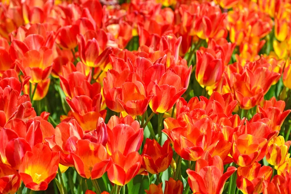 Bunte Tulpen im Frühling — Stockfoto