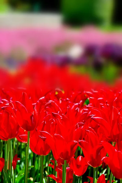 Bunte Tulpen im Frühling — Stockfoto