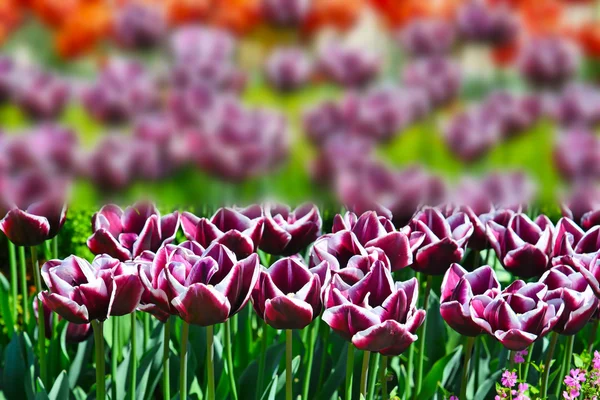 Tulipanes coloridos en primavera — Foto de Stock