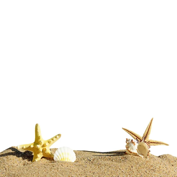 Starfish and sea shells isolated on a white background — Stock Photo, Image