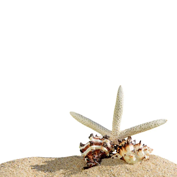 Estrella de mar y conchas de mar aisladas sobre un fondo blanco — Foto de Stock