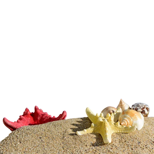 Estrella de mar y conchas de mar aisladas sobre un fondo blanco — Foto de Stock
