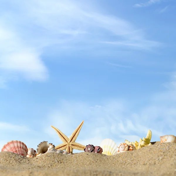 Starfish e conchas marinhas na praia de areia e céu azul — Fotografia de Stock