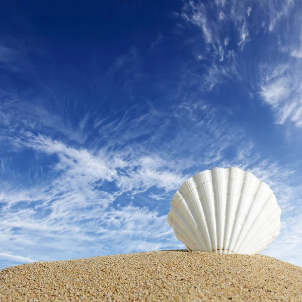 Praia de verão com conchas do mar e céu azul — Fotografia de Stock