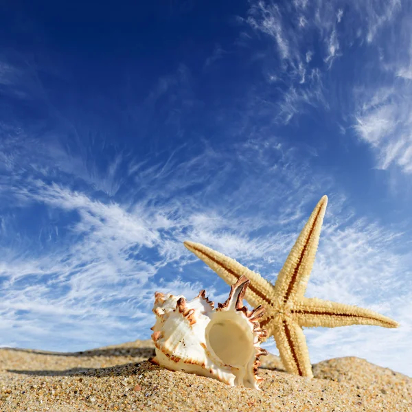 Estrella de mar y conchas marinas en la playa de arena y el cielo azul — Foto de Stock