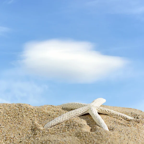 Estrella de mar en la playa de arena y cielo azul — Foto de Stock