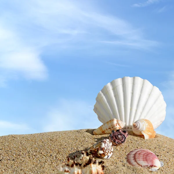 Summer beach with sea shells and blue sky — Stock Photo, Image