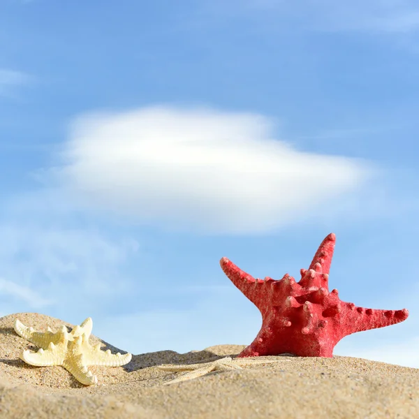 Starfish na praia de areia e céu azul — Fotografia de Stock