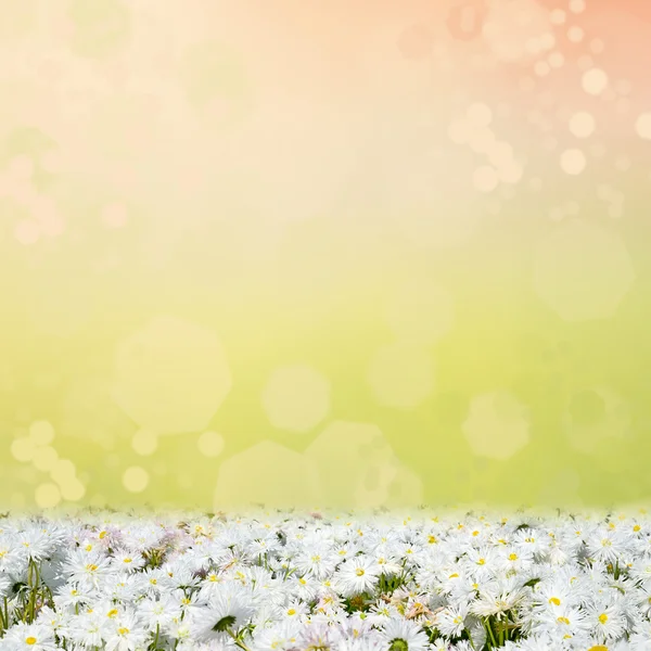 Voorjaar achtergrond met veld van daisy bloemen en bokeh licht — Stockfoto