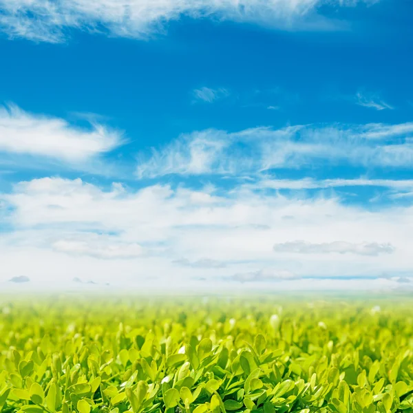 Fundo com campo de grama verde e céu azul — Fotografia de Stock