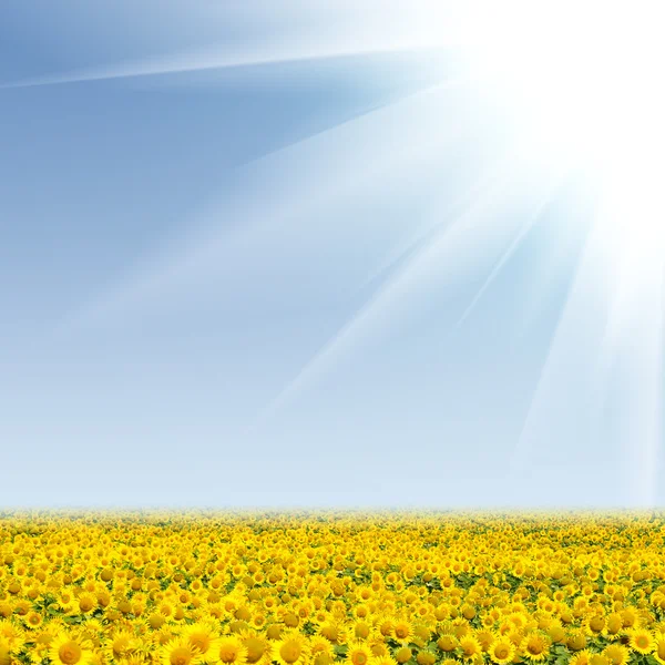 Beautiful sunflower field and blue sky — Stock Photo, Image