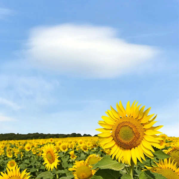 Mooie zonnebloem veld en de blauwe hemel — Stockfoto