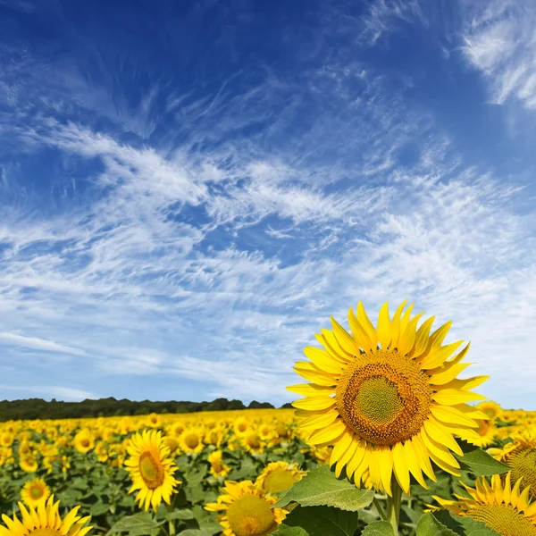 Vacker solros fält och blå himmel — Stockfoto