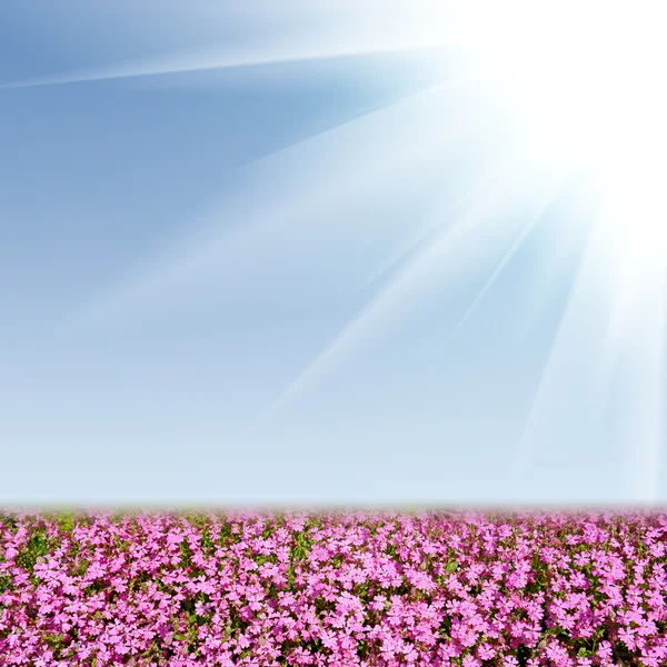 Wilde bloemen en blauwe hemel — Stockfoto