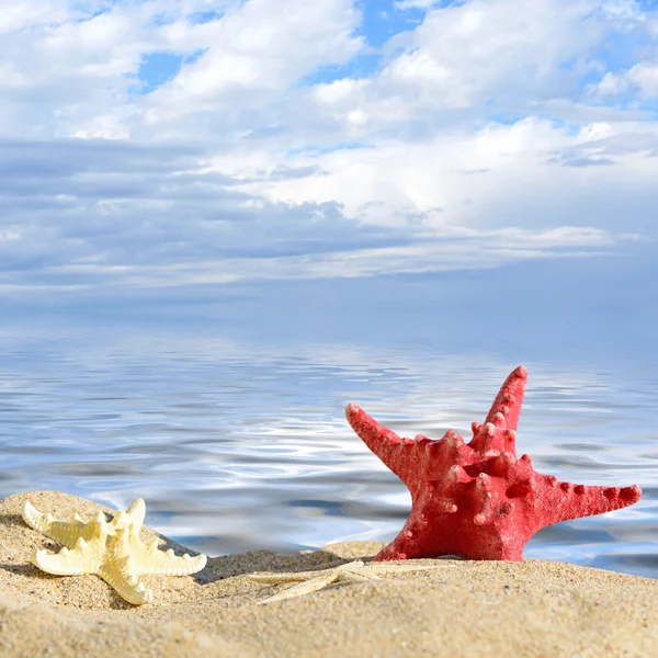 Fondo acuático.Color estrellas de mar en la playa de arena, concepto de viaje — Foto de Stock