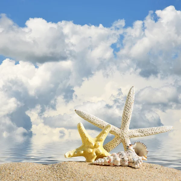 Strand background.Muscheln und Seesterne auf einem Strand Sand. im Hintergrund von Meer und Himmel — Stockfoto