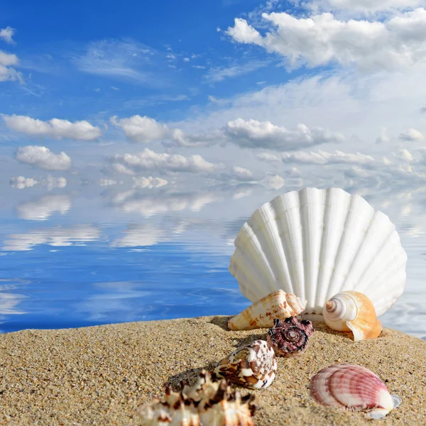 Fondo de la playa.Playa de verano con conchas marinas y cielo azul —  Fotos de Stock