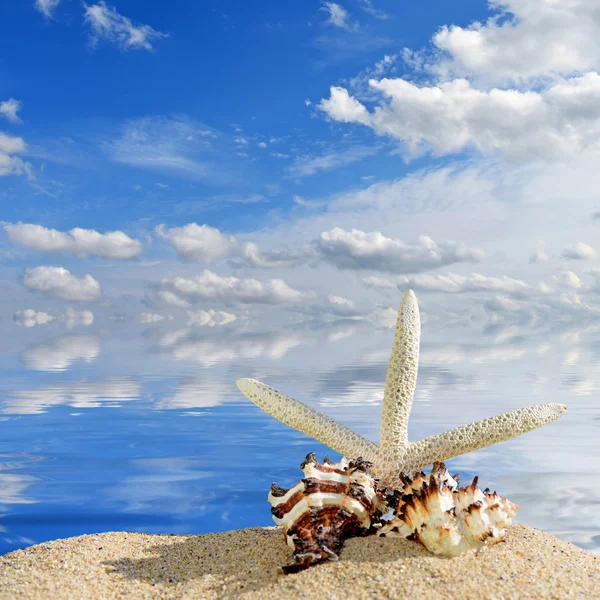 Plaj arka plan. Deniz kabukları ve denizyıldızı plaj kum üzerinde. Deniz ve gökyüzü arka planda — Stok fotoğraf