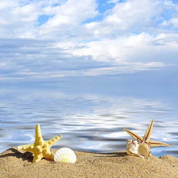 Beach background.Sea shells and starfish on a beach sand. In the background of sea and sky — Stock Photo, Image